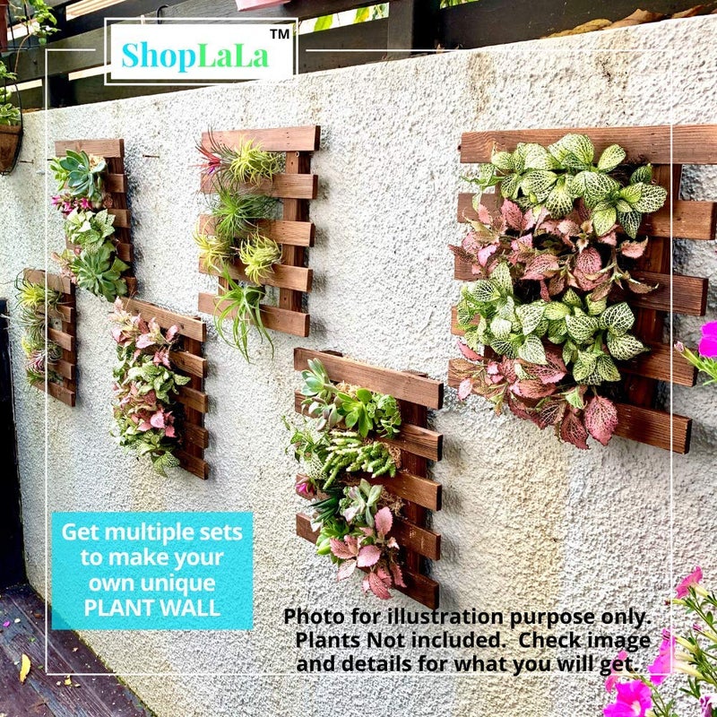 ShopLaLa شوبلا لا حاملة نباتات حائط - عبوة 2 من الخشب المعلق للزينة بالنباتات العصارية، حوامل مثبتة على الحائط للنباتات الهوائية الحية والأوركيد، عرض إطار مثبت على الحائط للداخل والخارج، زينة حائط نباتية لحديقة الشرفة - Image 4
